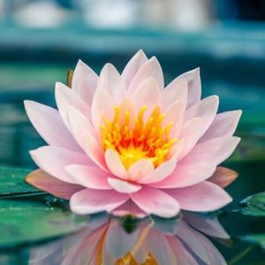 Meet your Posher, Sylvie